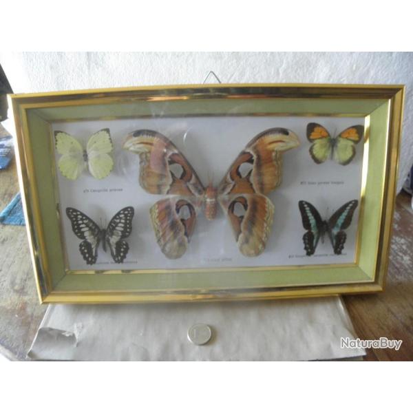 papillons de taxidermie  encadree 37  x 21 x 3 cm