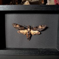 Papillon Sphinx tête de mort en cadre ; Acherontia atropos #1
