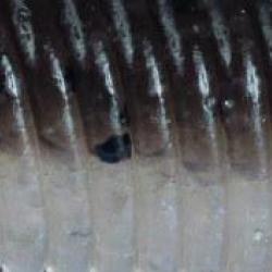 Leurre souple Ispanic Shad 4,5" - HERAKLES Baitfish