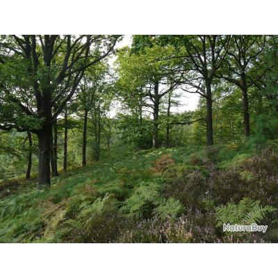 Action TraqueAffût Rambouillet Actions de chasse Grand Gibier (11803295)