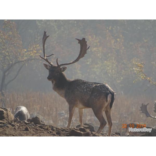 Chasseur Alsacien cherche part, Haut-Rhin/Bas-Rhin, sur territoire avec plan de chasse Daim