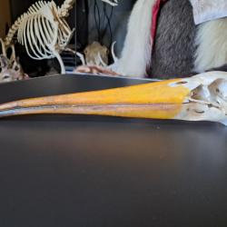 Crâne de Tantale ibis ; cigogne à bec jaune africaine ; Mycteria ibis #4