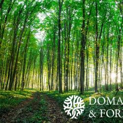 Propriété forestière en région Centre-Val de Loire dans le Cher DF-1022-A