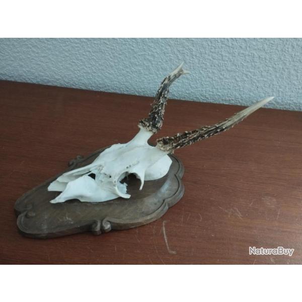 TROPHEE MASSACRE DE CHEVREUIL BIZARRE TAXIDERMIE CHASSE