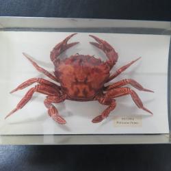 crabe naturalisé pour décor marine ou collection de curiosité