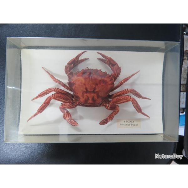 crabe naturalis pour dcor marine ou collection de curiosit