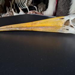 Crâne de Tantale ibis ; cigogne à bec jaune africaine ; Mycteria ibis #6