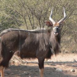 AFRIQUE DU SUD - TIRS DE REGULATION - SPECIAL GROUPES