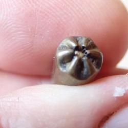 RARE cartouche à broche pour revolver en 7 mm