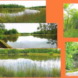 10,1120 ha - ETANGS DU FAUCONNET ET DU BOULEY - ( 71 ) SAÔNE - ET - LOIRE