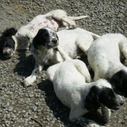 à réserver chiots apparence setter anglais