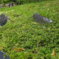 Bécasses en acier décoratives pour le jardin