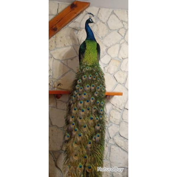 Taxidermie paon prpar dbut main 2024