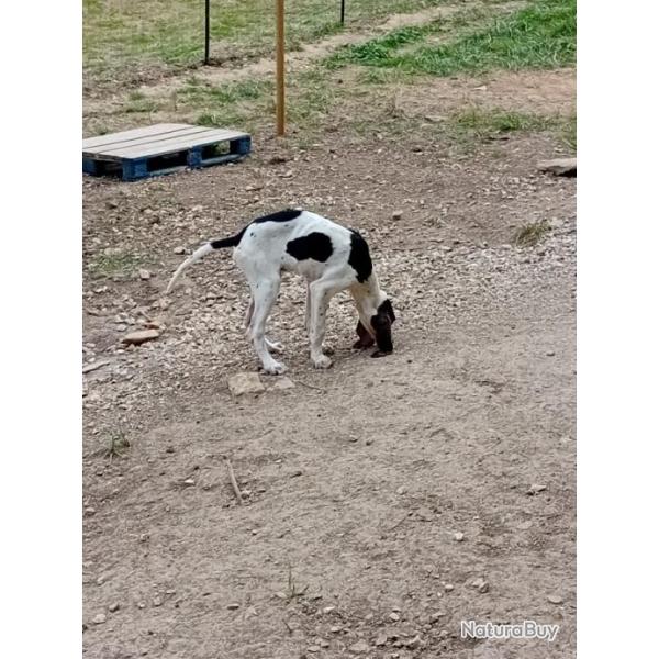 A vendre chiots gascons saintongeois n le 24/04/2024 2 males et 2 femelles