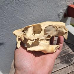 Crâne de ragondin ; Myocastor coypus #1