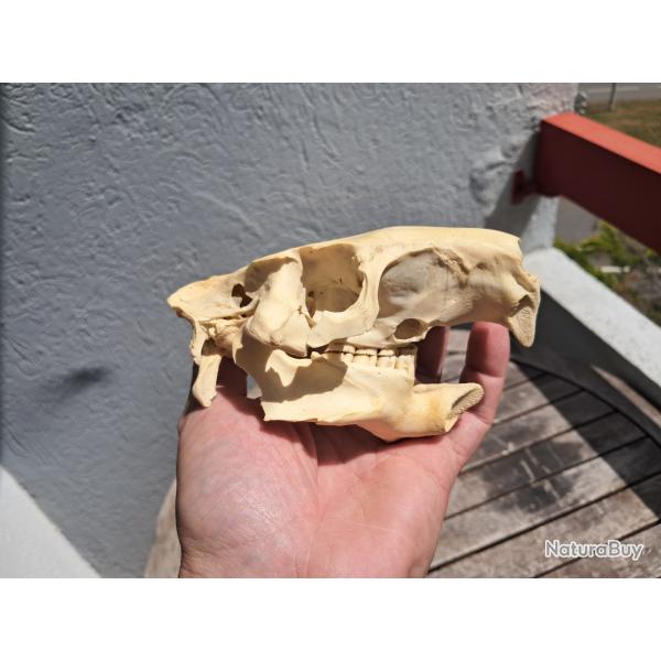 Crne de ragondin ; Myocastor coypus #1