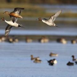 Action aux gibier d'eau en levée d'étang