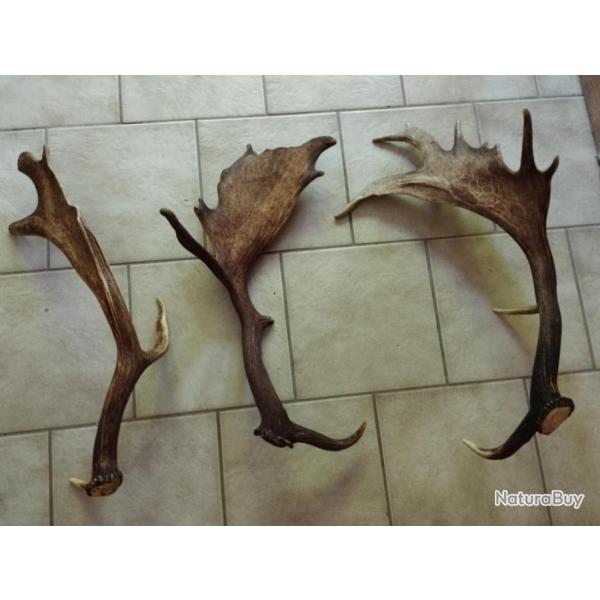 3 BOIS MUES DE DAIM 58/60/70CM CHASSE CERF