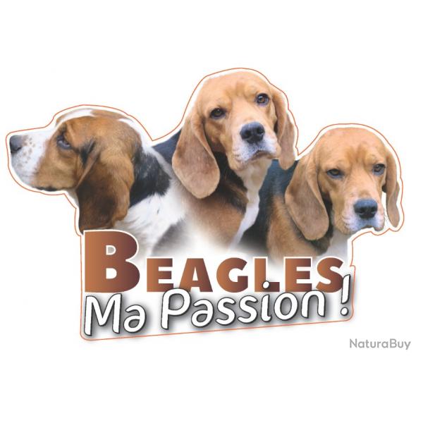 Autocollant pour vhicule 19 cm x 15cm - Beagle ma passion