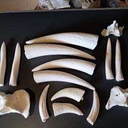 Lot de cornes / Atlas de buffles et d'antilopes ( noyaux osseux )