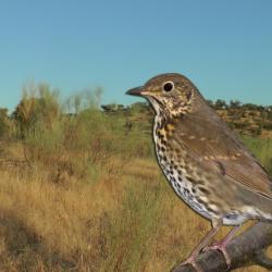 Chasse a la grive en Espagne