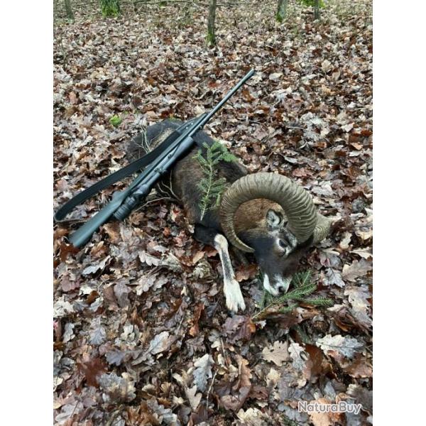 MOUFLON EN POLOGNE