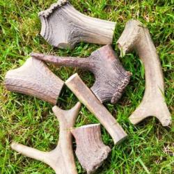 Bois de cerf pour chien à ronger .