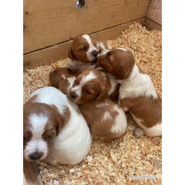 Chiots Epagneul Breton LOF (Porte cote 6)