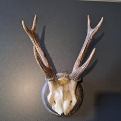 Trophée de cerf sika ; Cervus nippon