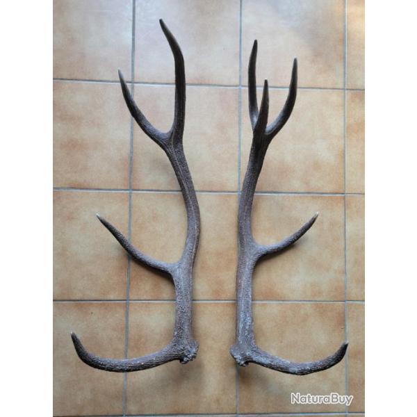 Paire de bois de cerf de grande taille neuf cors trouve en montagne