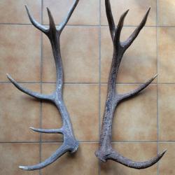 Lot de bois de cerf douze et dix cors trouvés en montagne