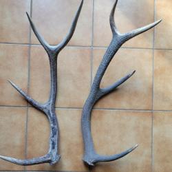 Lot de bois de cerf huit cors trouvés en montagne