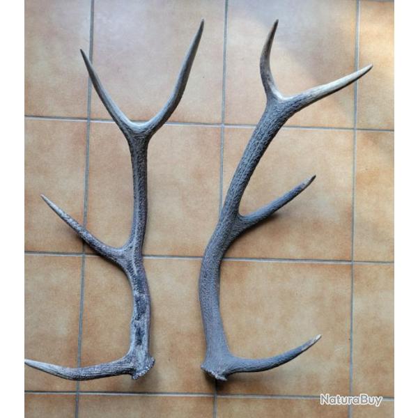 Lot de bois de cerf huit cors trouvs en montagne