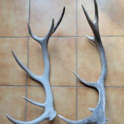 Lot de bois de cerf douze cors trouvés en montagne