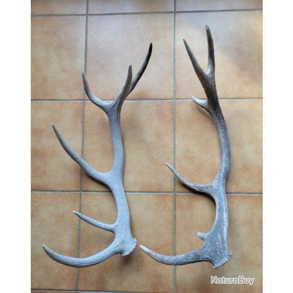 Lot de bois de cerf douze cors trouvs en montagne