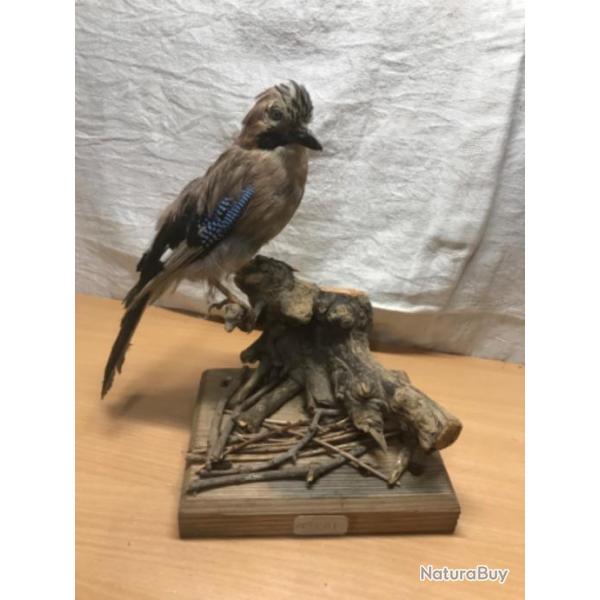 oiseau GEAI DES CHNES naturalis
