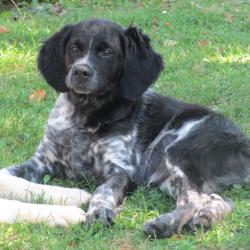 CHIOTS EPAGNEUL BRETON LOF