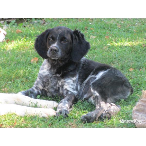 CHIOTS EPAGNEUL BRETON LOF