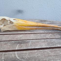 Crâne de Tantale ibis ; cigogne à bec jaune africaine ; Mycteria ibis #7