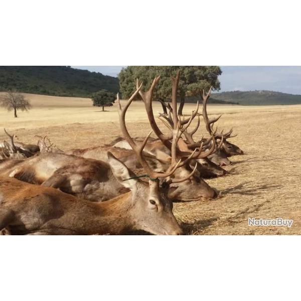 Montria Prive Espagne 01 02 et 03 fvrier 2025, 28 chasseurs +/-400 animaux