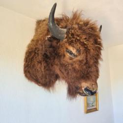 Taxidermie tête de bison