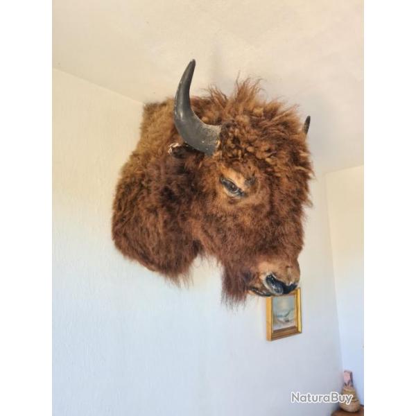 Taxidermie tte de bison