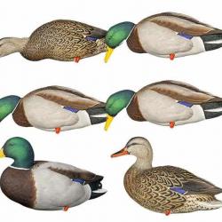 Formes de colvert sur pattes AvianX