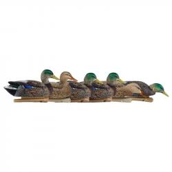 Formes de colvert AvianX early season HD