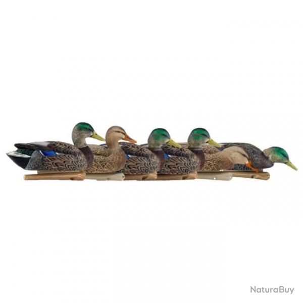 Formes de colvert AvianX early season HD