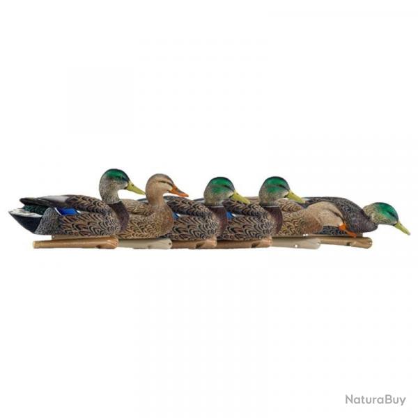 Formes de colvert AvianX early season HD