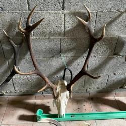 VENDS TROPHEES DE CERFS