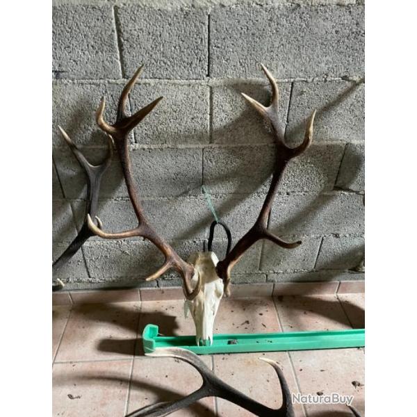 VENDS TROPHEES DE CERFS