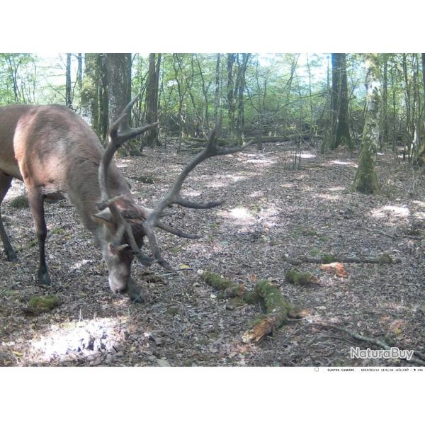 Action de chasse grand gibier Meuse