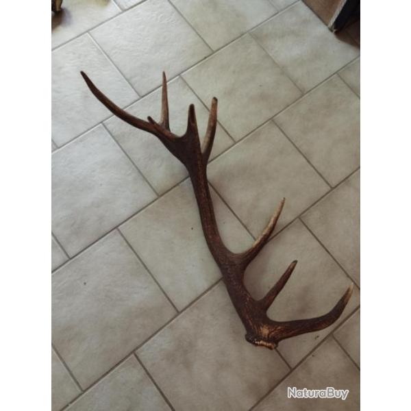 BEAU BOIS MUE CERF 8 CORS A EMPAUMURE 80CM